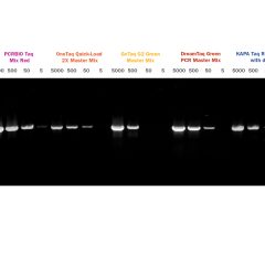PCRBIO Taq Mix Red