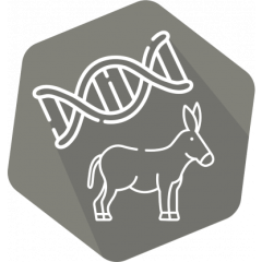 DNAnimal Ident Donkey (LR)