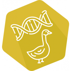 DNAnimal Ident Goose IPC