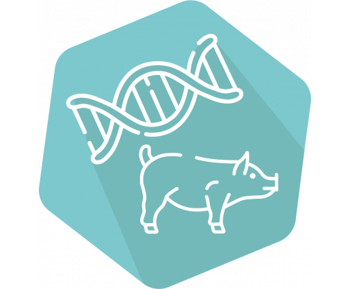 dna_pig_icon_1