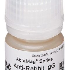 AbraMag anti-Rabbit Magnetic Beads, 1 mL sample size, 5 mg/mL
