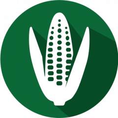 GMOIdent RT IPC (LR) 3272/BT176/MON863 Corn