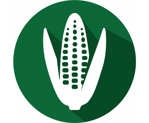 corn_green_31