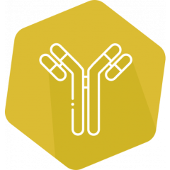 I'screen AHD Rapid, ELISA, 96 det.