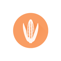 Cry1Ab/CP4EPSPS (RR) for Corn